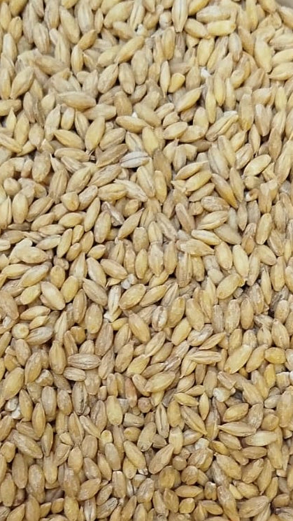 Gra d'ordi pelat ECO